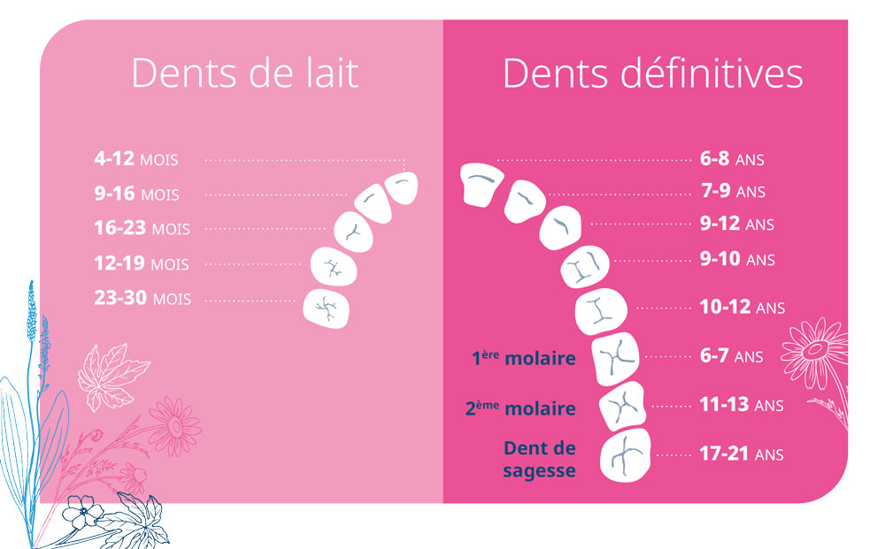 L'apparition des dents de lait de bébé, les conseils de votre